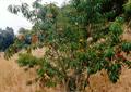 Prunus Persica